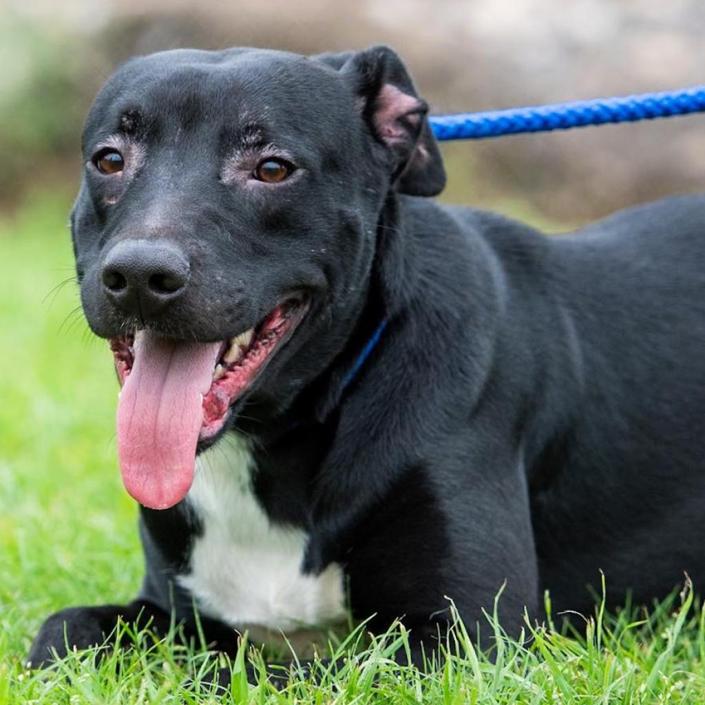 Enlarge Cody D44525, a Adoptable mixed breed in Corsicana, TX image 1/4