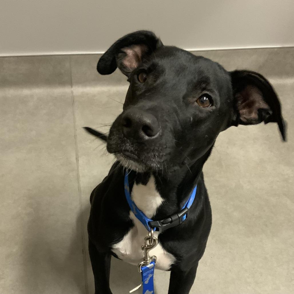 Enlarge Cody D44525, a Adoptable mixed breed in Corsicana, TX image 2/4