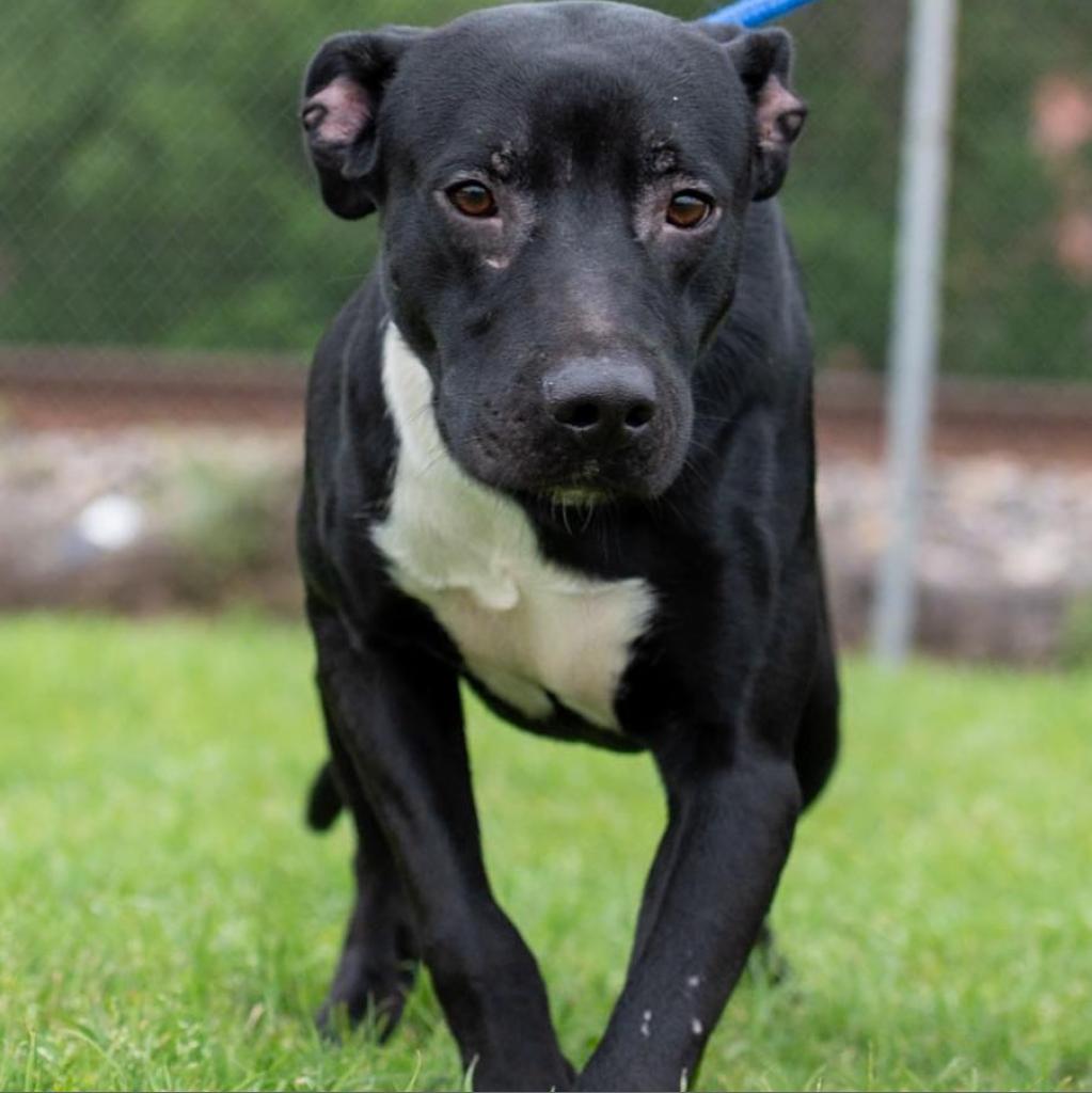 Enlarge Cody D44525, a Adoptable mixed breed in Corsicana, TX image 4/4