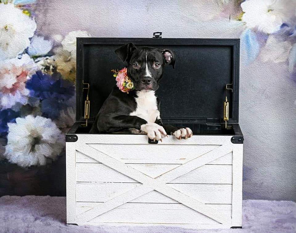 Stella, a Adoptable Pit Bull Terrier in Concord, CA image 1/6