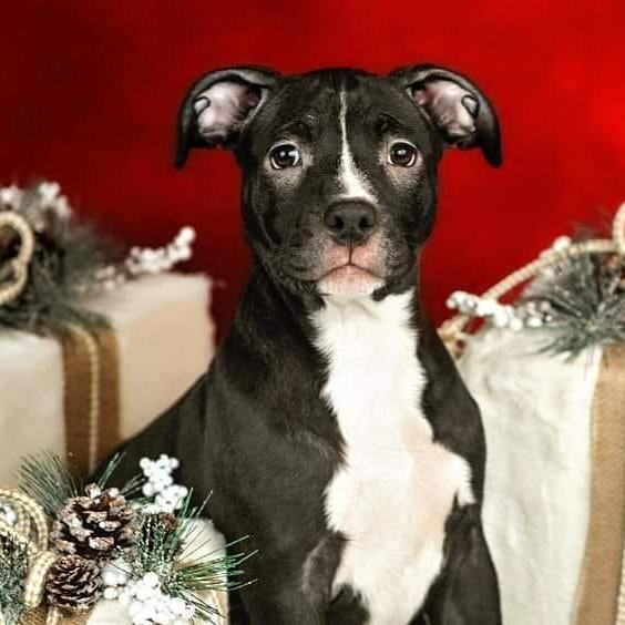 Stella, a Adoptable Pit Bull Terrier in Concord, CA image 2/6