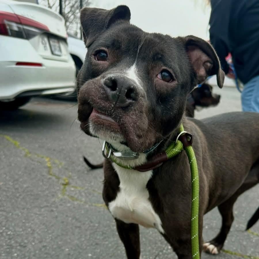 Enlarge Stella, a Adoptable Pit Bull Terrier in Concord, CA image 1/6