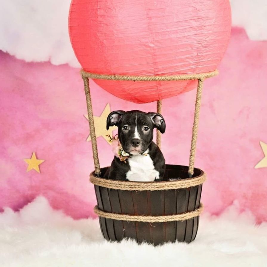 Stella, a Adoptable Pit Bull Terrier in Concord, CA image 3/6