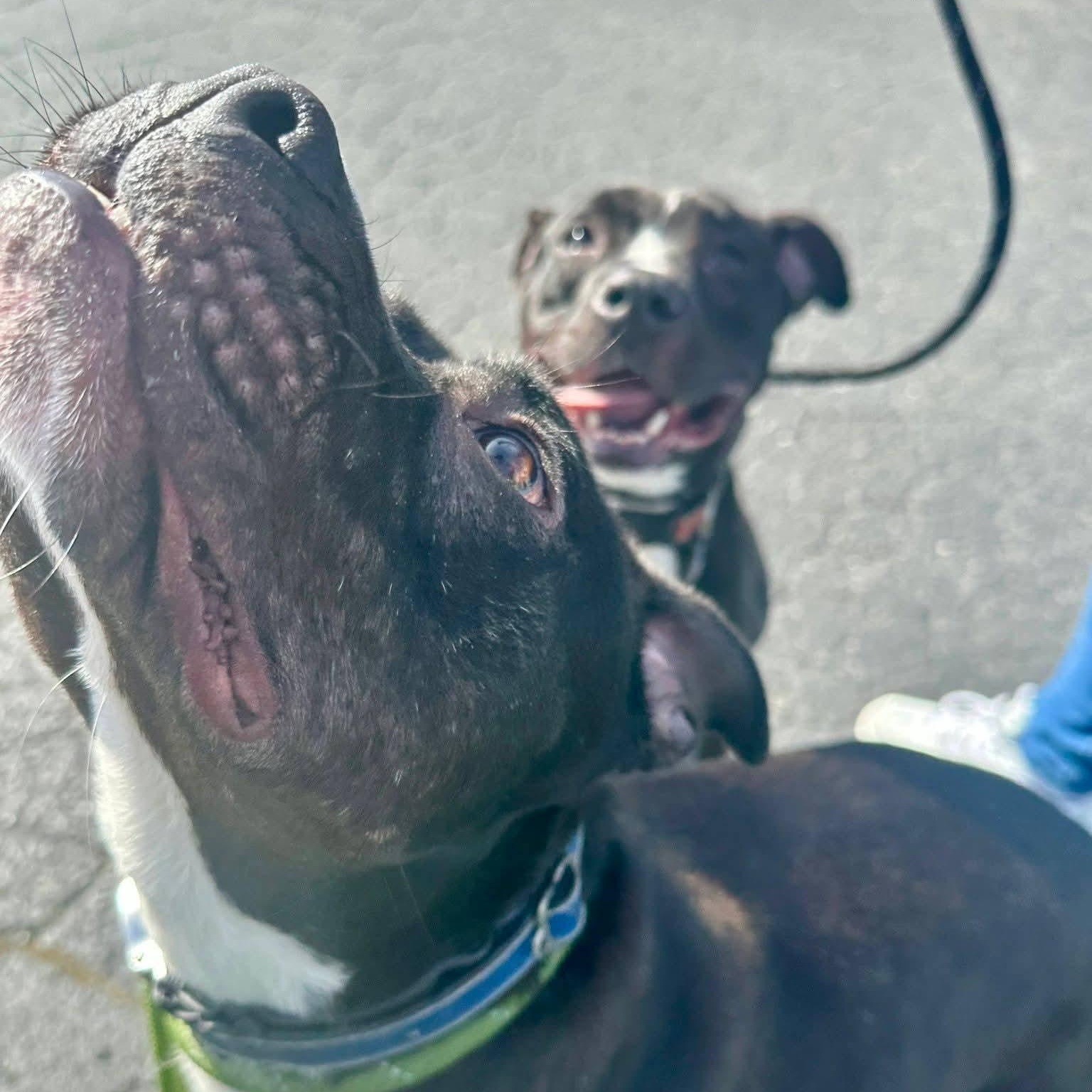 Enlarge Stella, a Adoptable Pit Bull Terrier in Concord, CA image 2/6