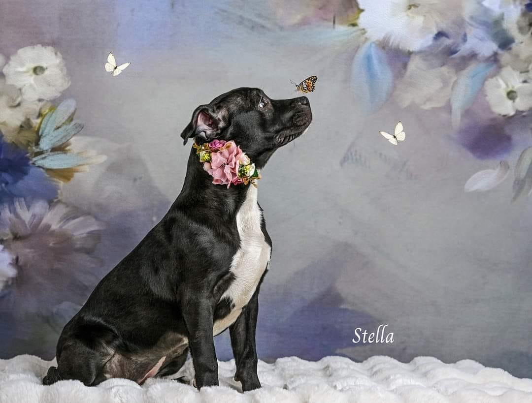 Stella, a Adoptable Pit Bull Terrier in Concord, CA image 4/6