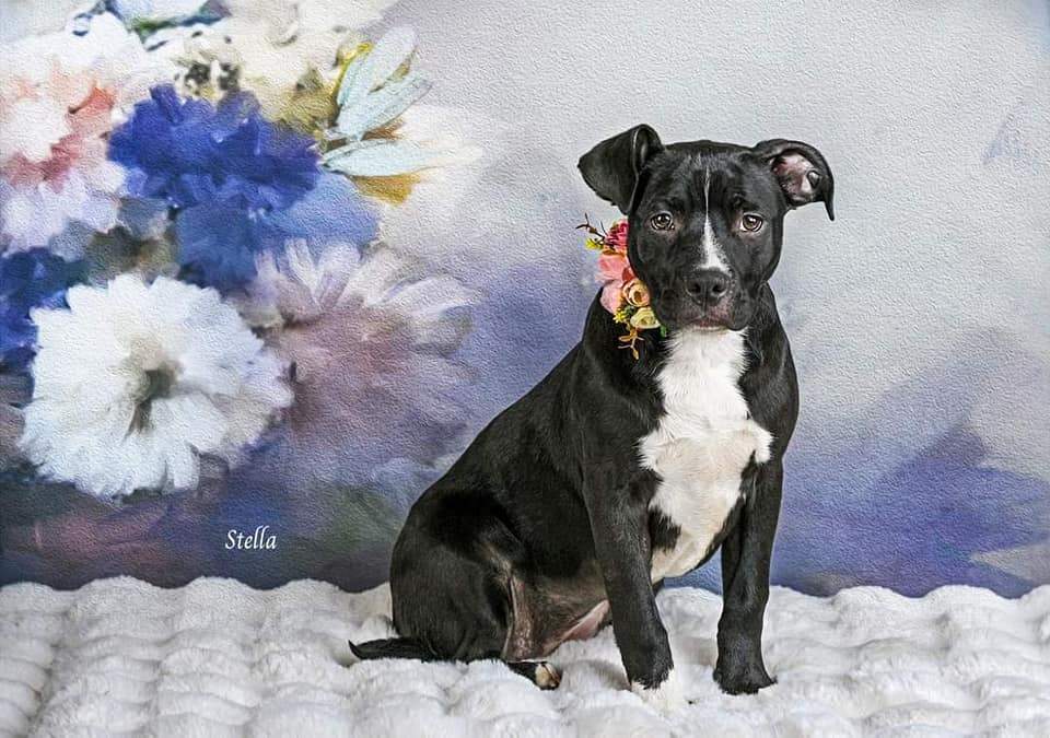 Stella, a Adoptable Pit Bull Terrier in Concord, CA image 5/6