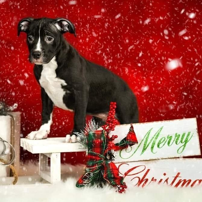 Stella, a Adoptable Pit Bull Terrier in Concord, CA image 6/6