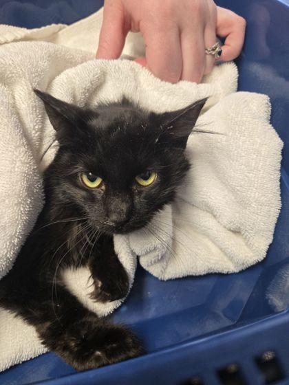 Enlarge Sling, an adopted Domestic Long Hair in Missoula, MT image 1/1