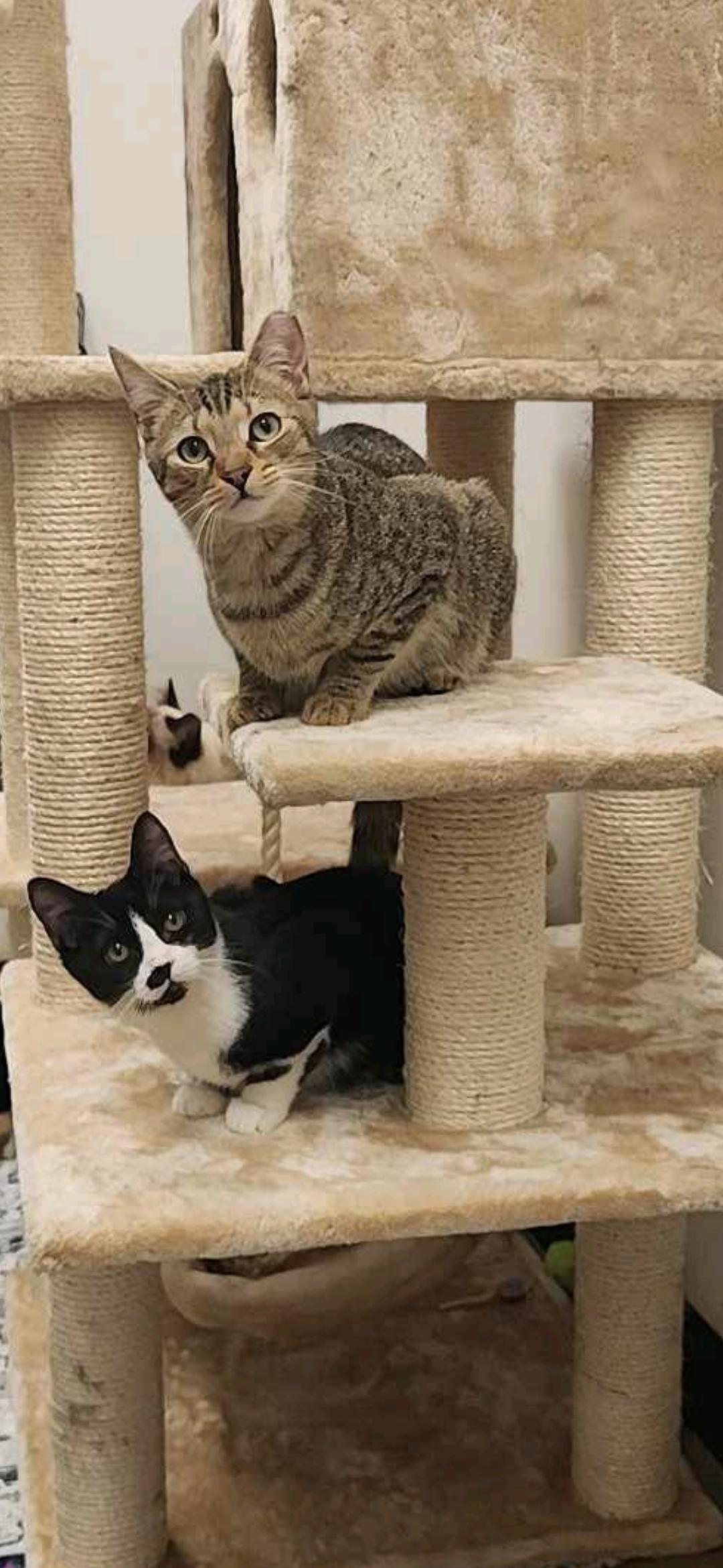 Sammy, a Adoptable Domestic Short Hair in Charlotte, NC image 4/4