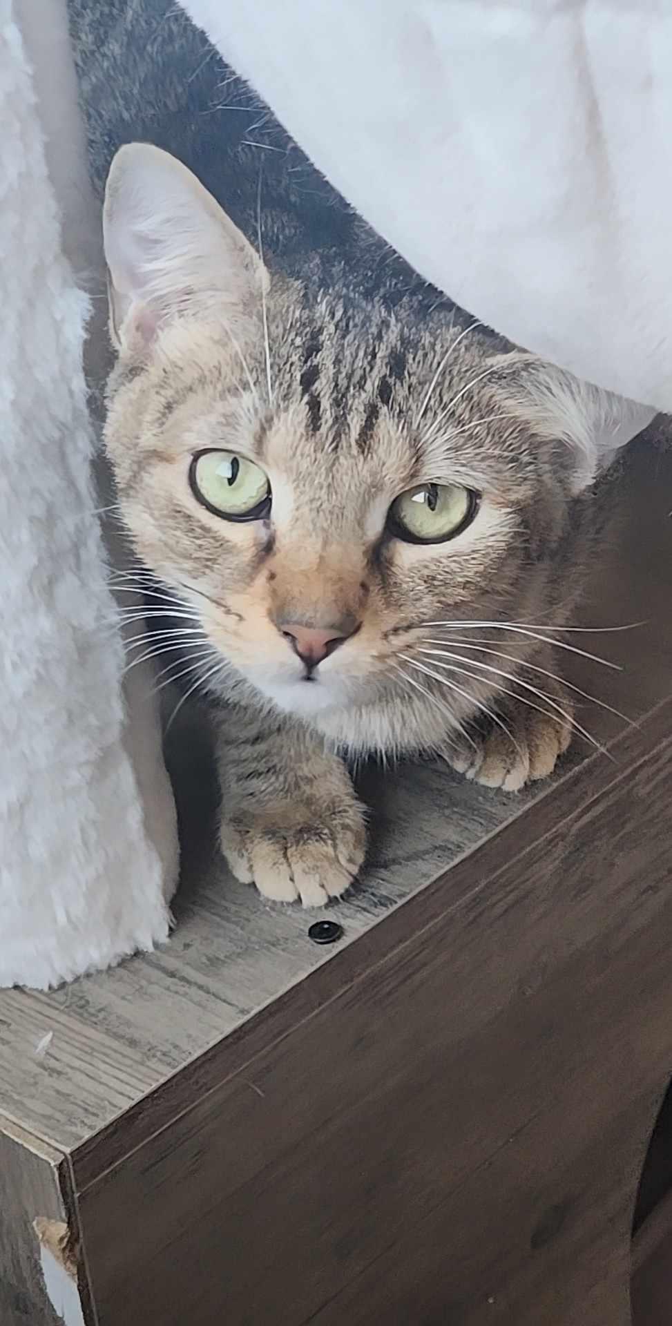 Sammy, Young Male Domestic Short Hair