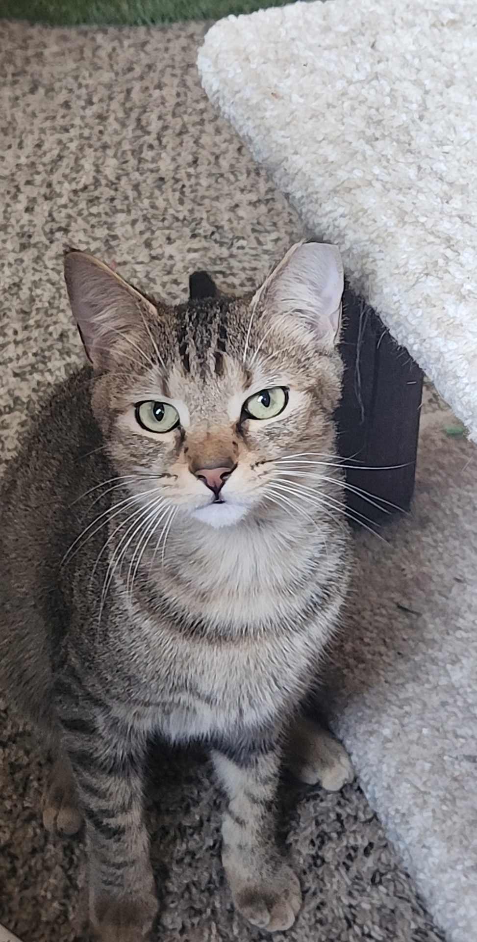 Sammy, a Adoptable Domestic Short Hair in Charlotte, NC image 3/4