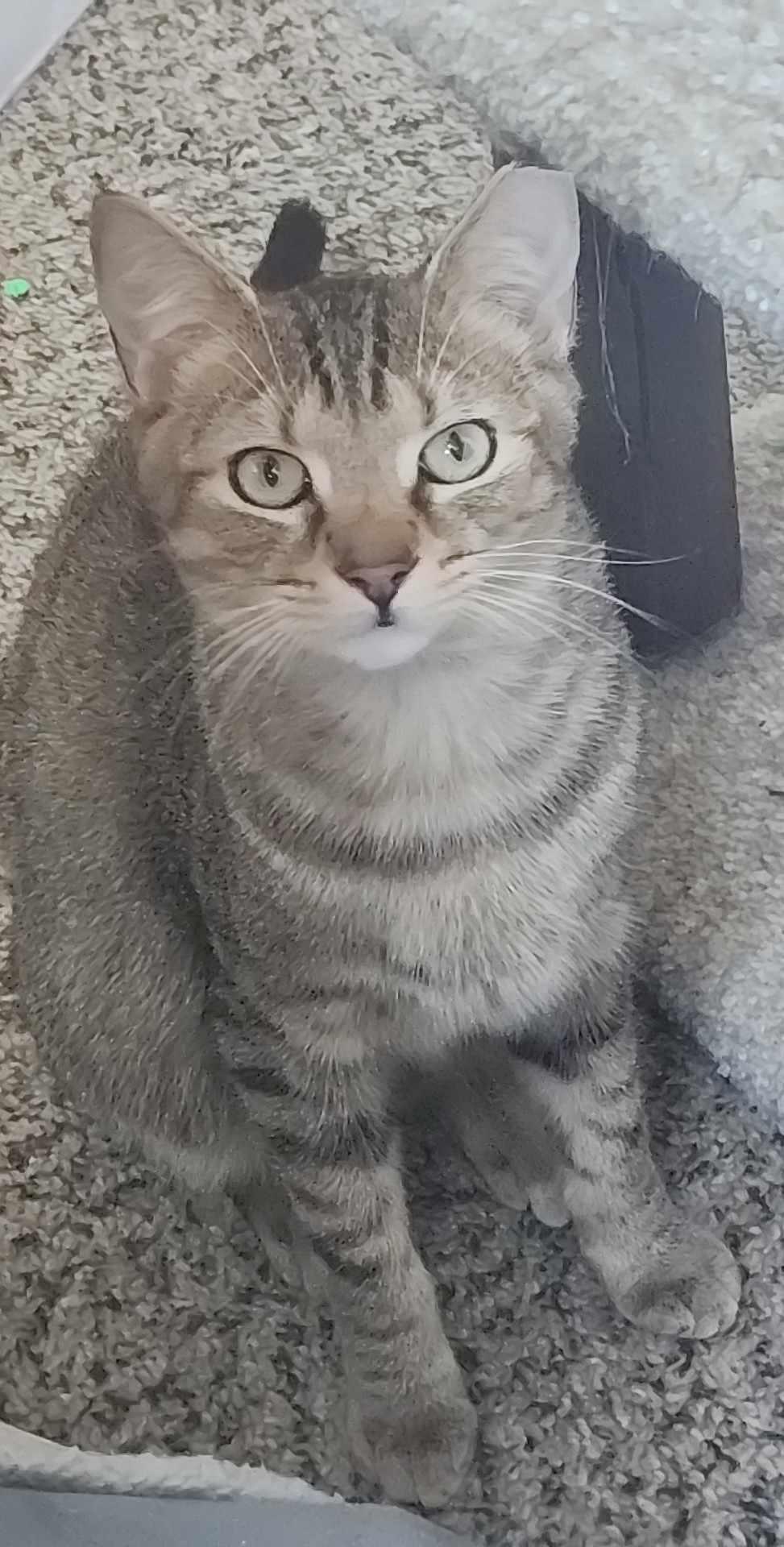 Sammy, a Adoptable Domestic Short Hair in Charlotte, NC image 2/4