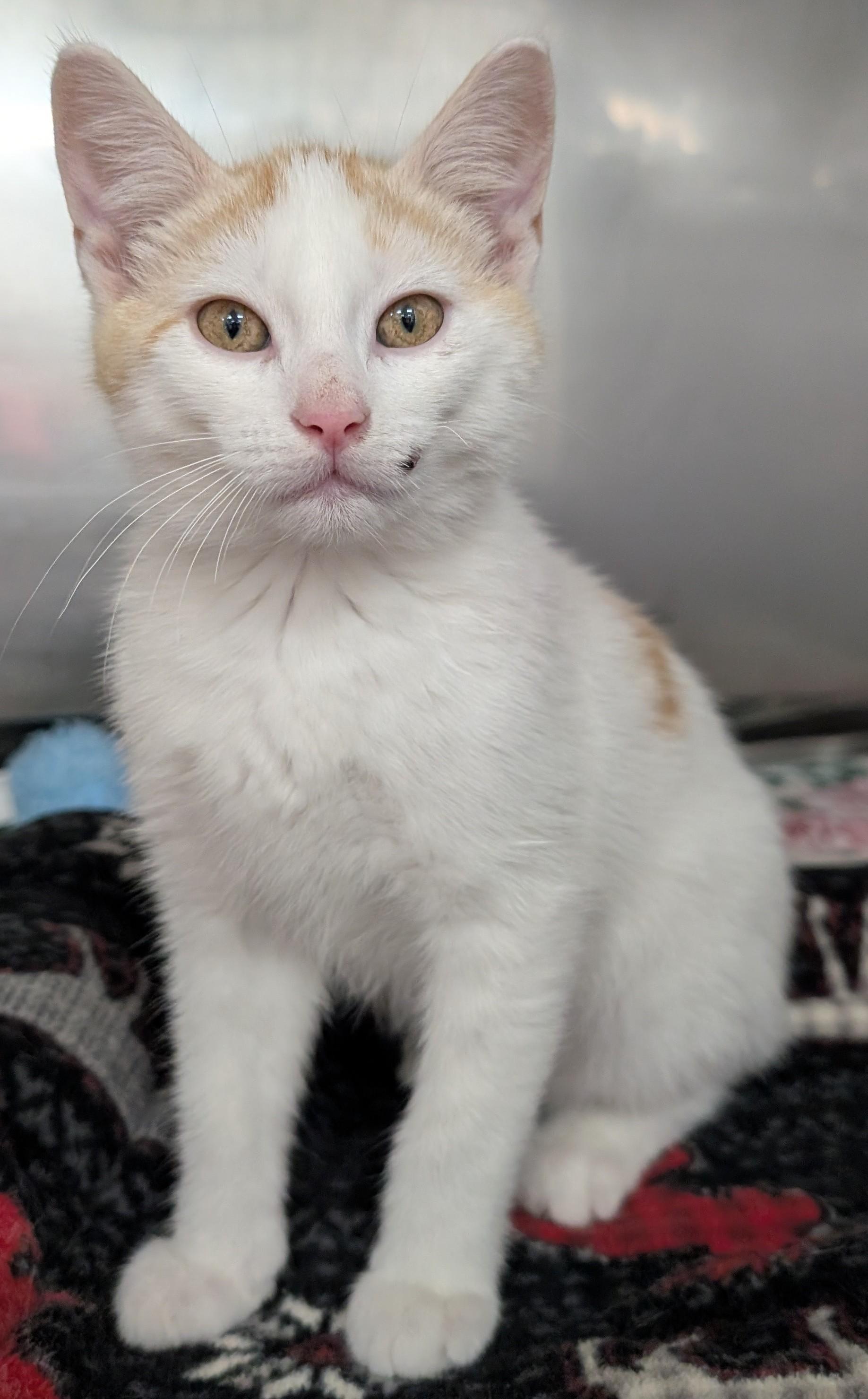 Enlarge punch, an adopted Domestic Short Hair in New Ulm, MN image 1/1