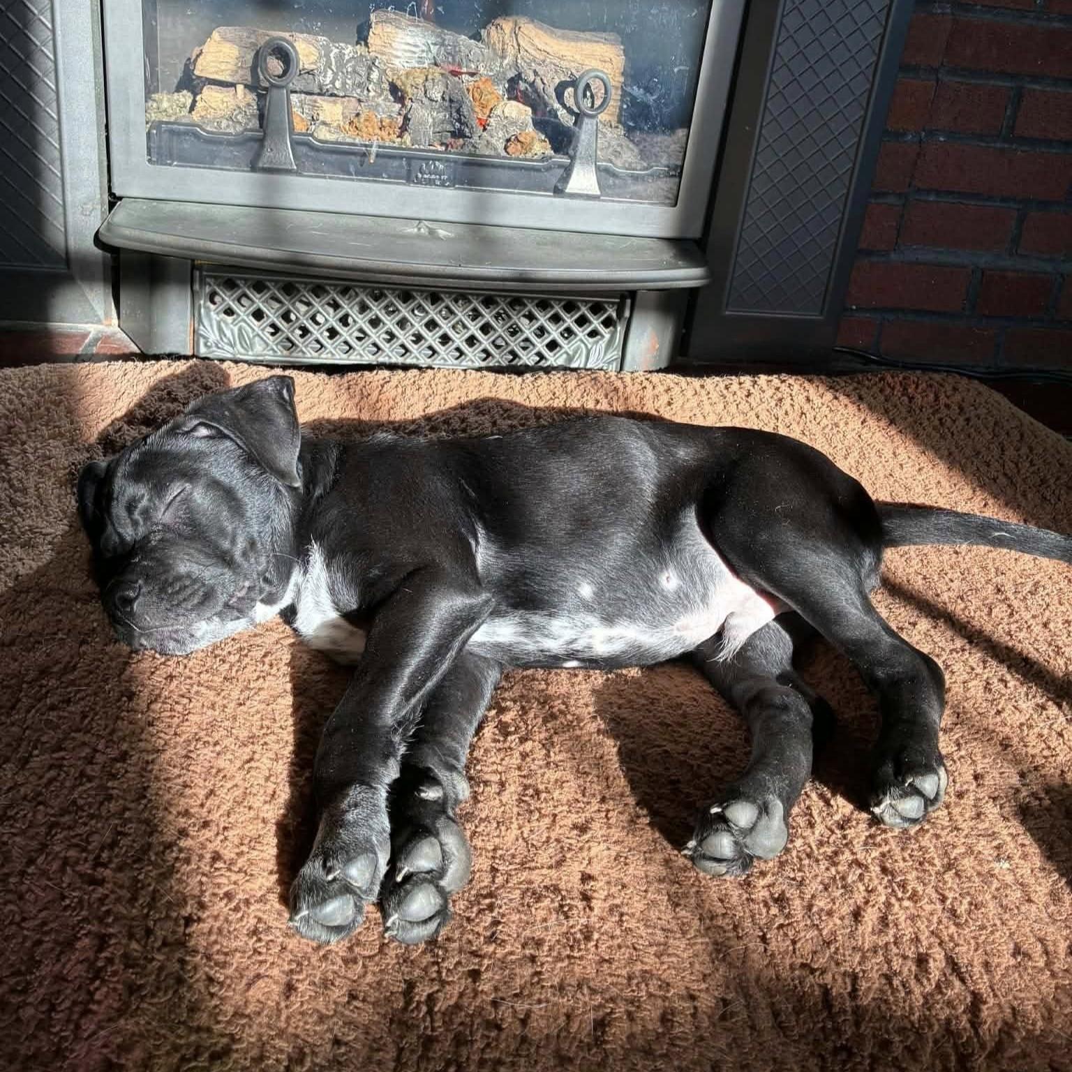 Enlarge Asher, a Adoptable mixed breed in Albany, NY image 3/5