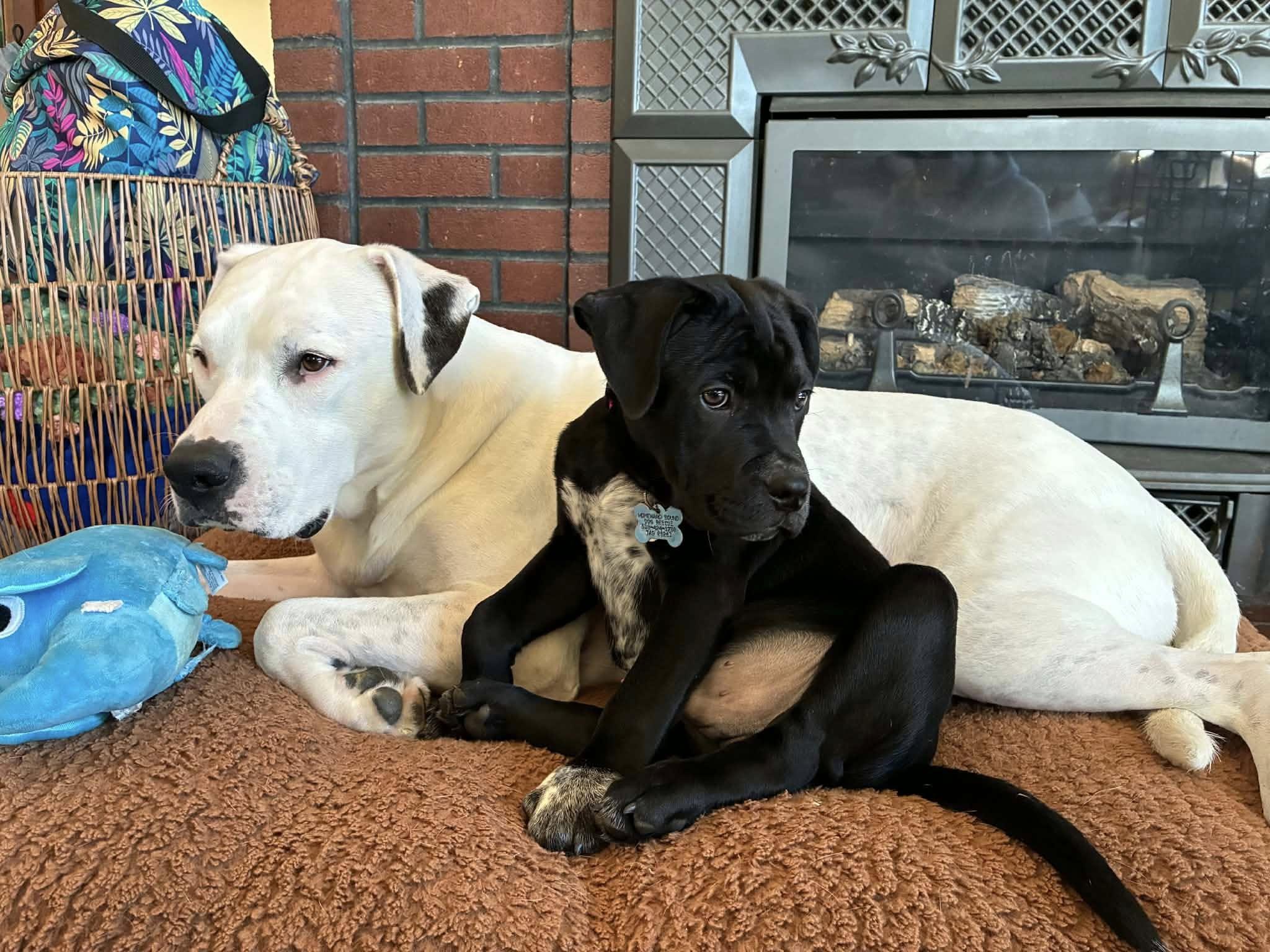 Enlarge Asher, a Adoptable mixed breed in Albany, NY image 2/5