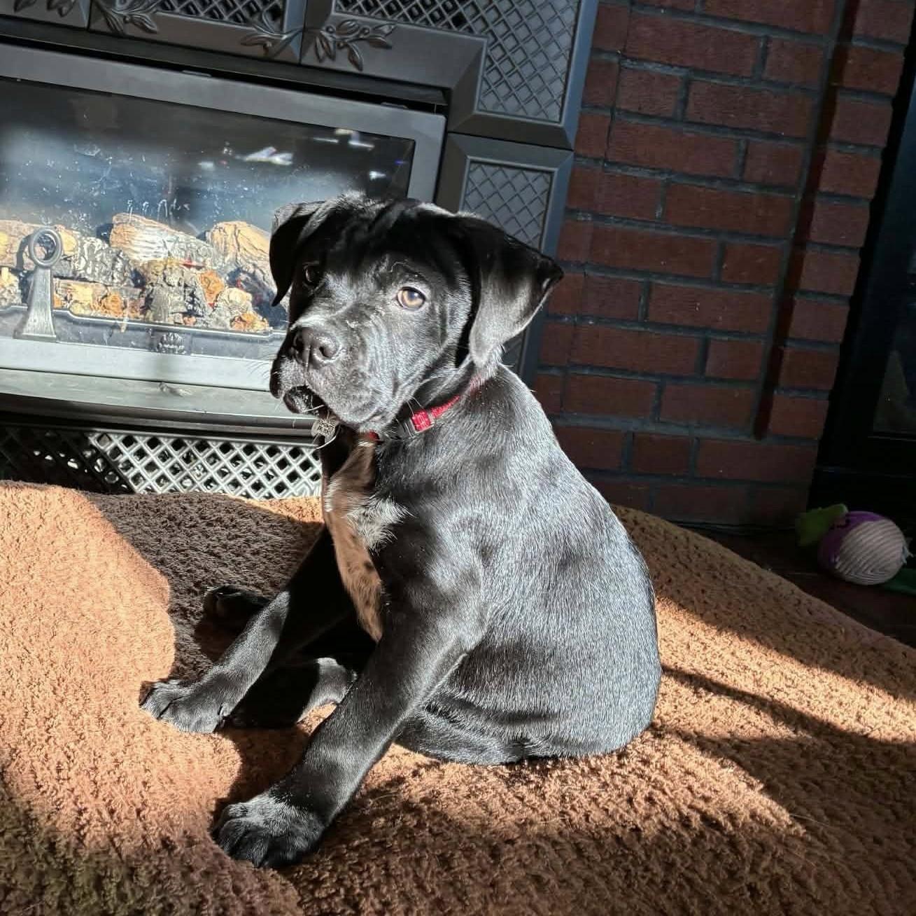 Enlarge Asher, a Adoptable mixed breed in Albany, NY image 4/5