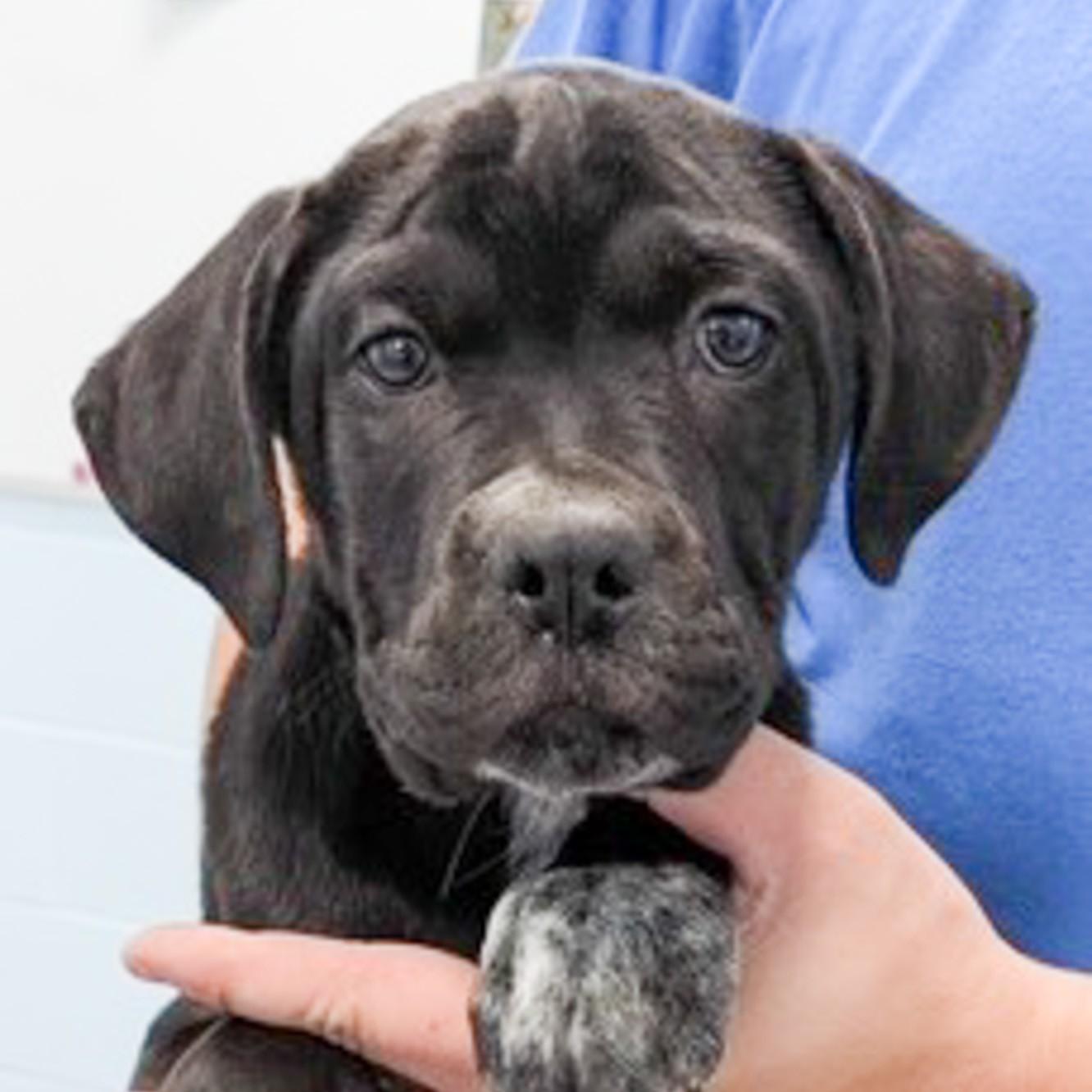 Enlarge Asher, a Adoptable mixed breed in Albany, NY image 5/5