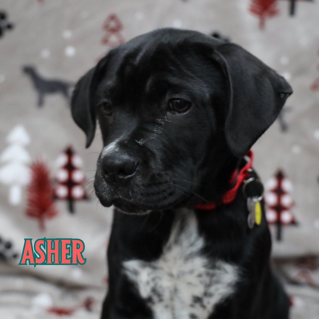 Enlarge Asher, a Adoptable mixed breed in Albany, NY image 1/5