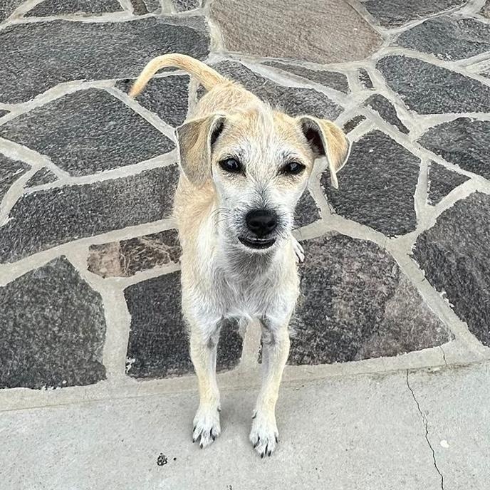 Enlarge Sophia, a ADOPTABLE mixed breed in Sherwood, OR image 2/6