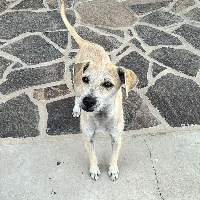 Enlarge Sophia, a ADOPTABLE mixed breed in Sherwood, OR image 6/6