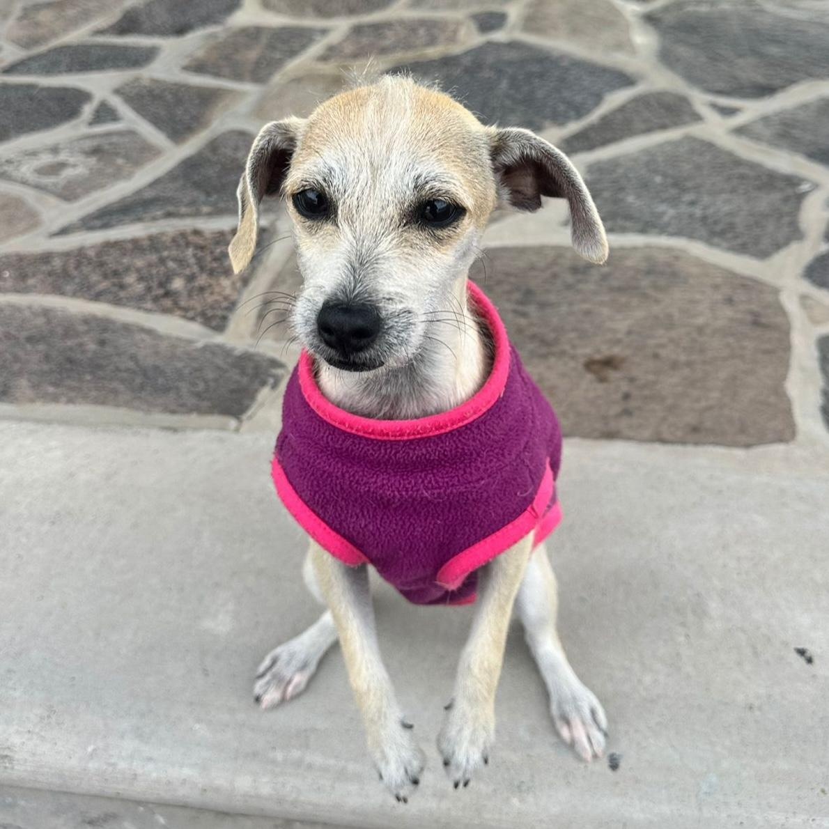 Enlarge Sophia, a ADOPTABLE mixed breed in Sherwood, OR image 5/6