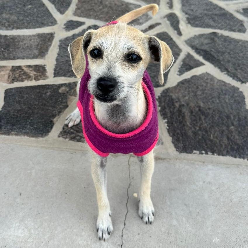 Enlarge Sophia, a ADOPTABLE mixed breed in Sherwood, OR image 3/6