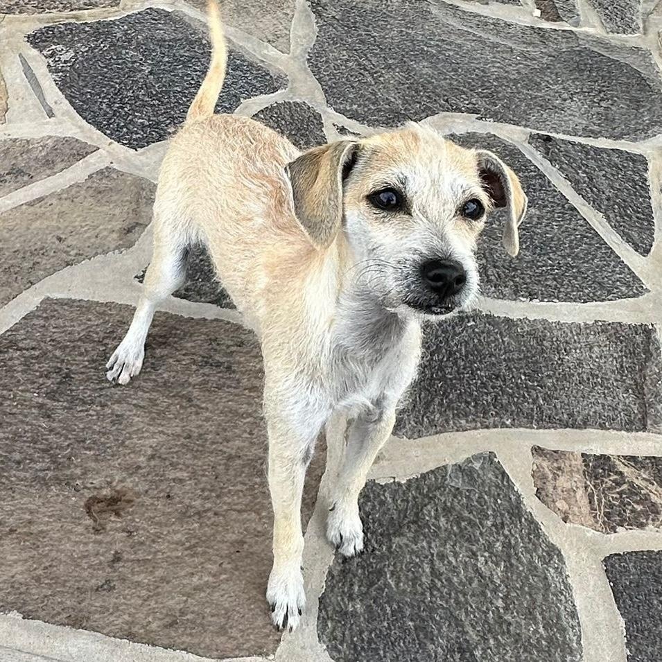 Enlarge Sophia, a ADOPTABLE mixed breed in Sherwood, OR image 4/6