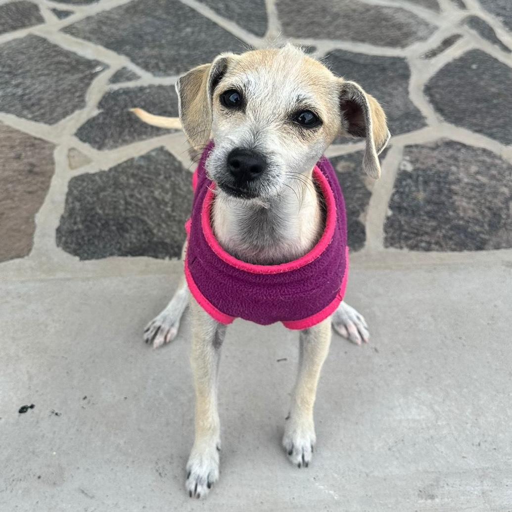 Enlarge Sophia, a ADOPTABLE mixed breed in Sherwood, OR image 1/6