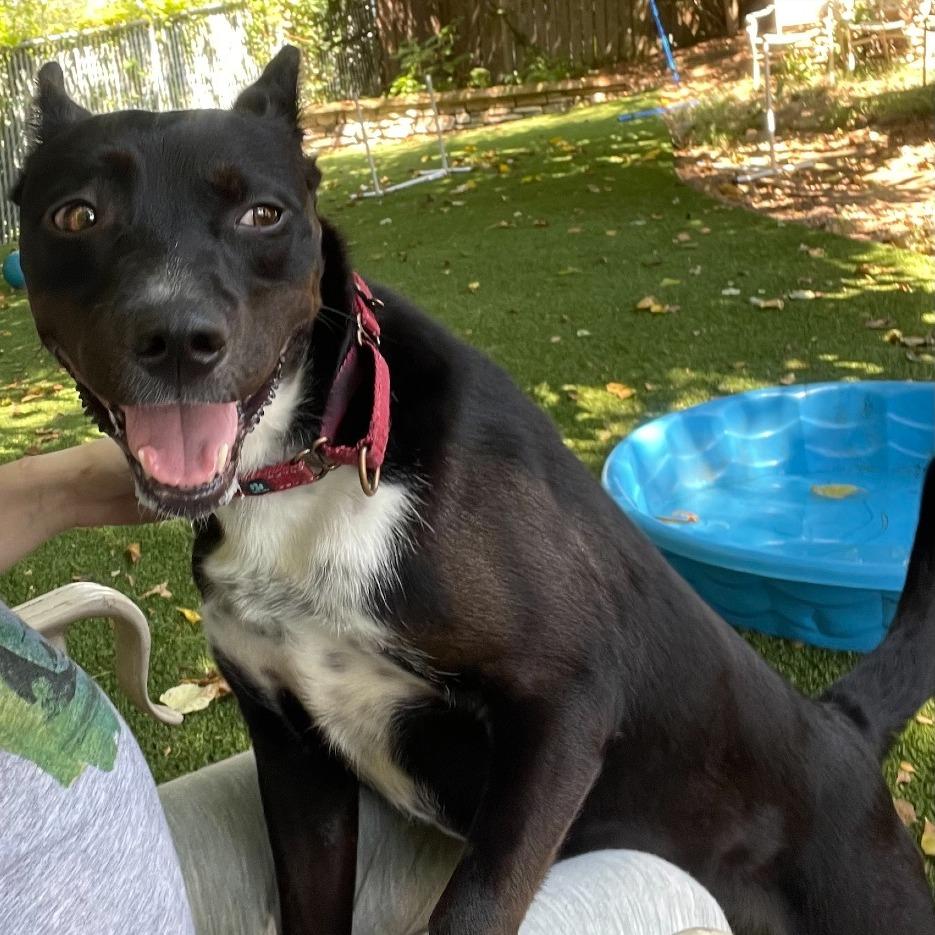 Mariah, Adoptable, Adult Female Terrier.