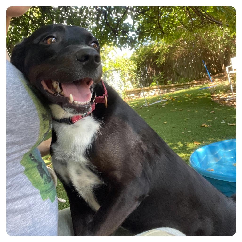 Enlarge Mariah, a Adoptable Terrier in Knoxville, TN image 2/6