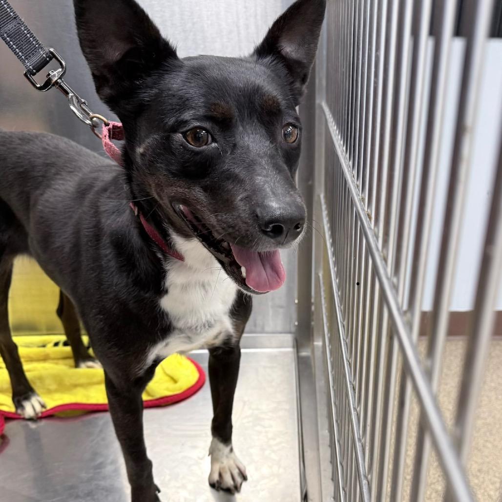 Enlarge Mariah, a Adoptable Terrier in Knoxville, TN image 1/1