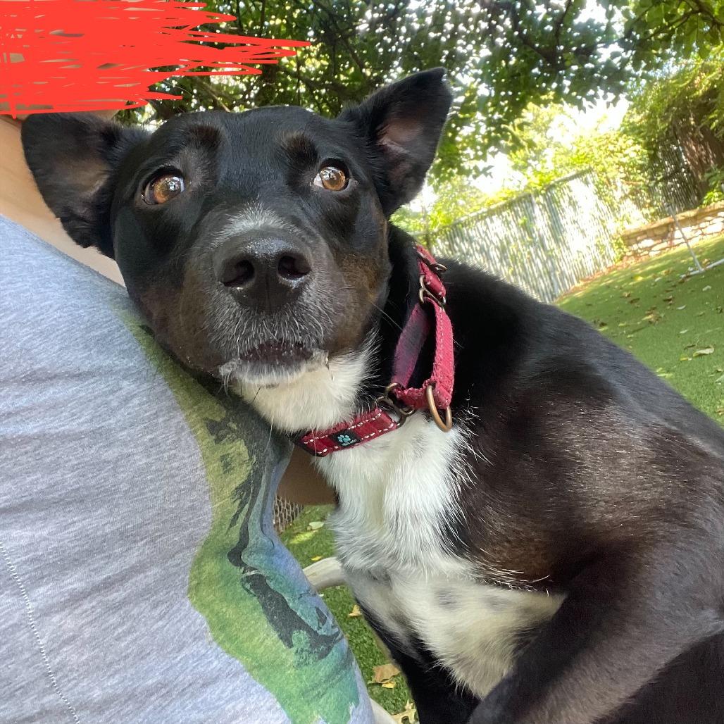 Enlarge Mariah, a Adoptable Terrier in Knoxville, TN image 5/6