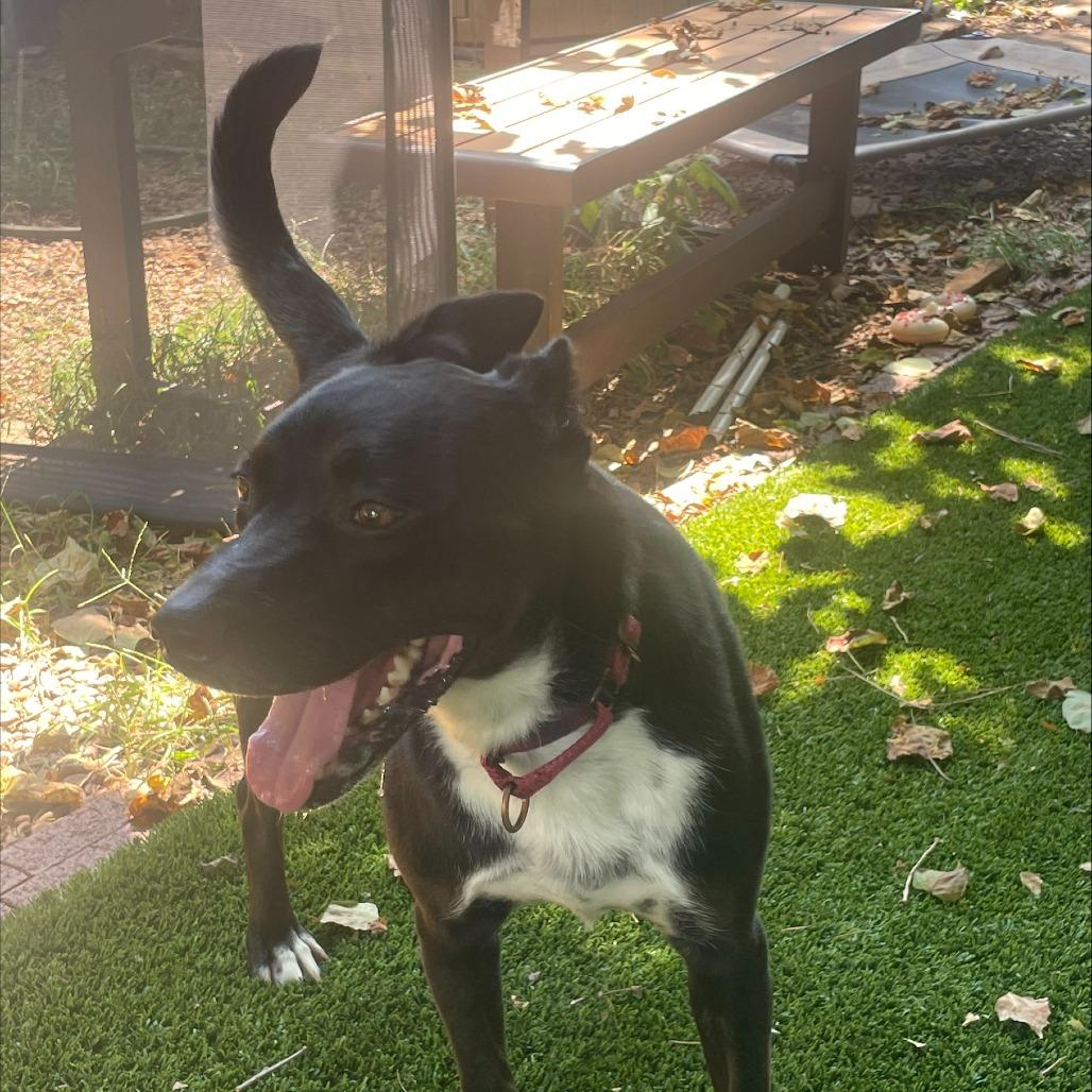 Enlarge Mariah, a Adoptable Terrier in Knoxville, TN image 6/6