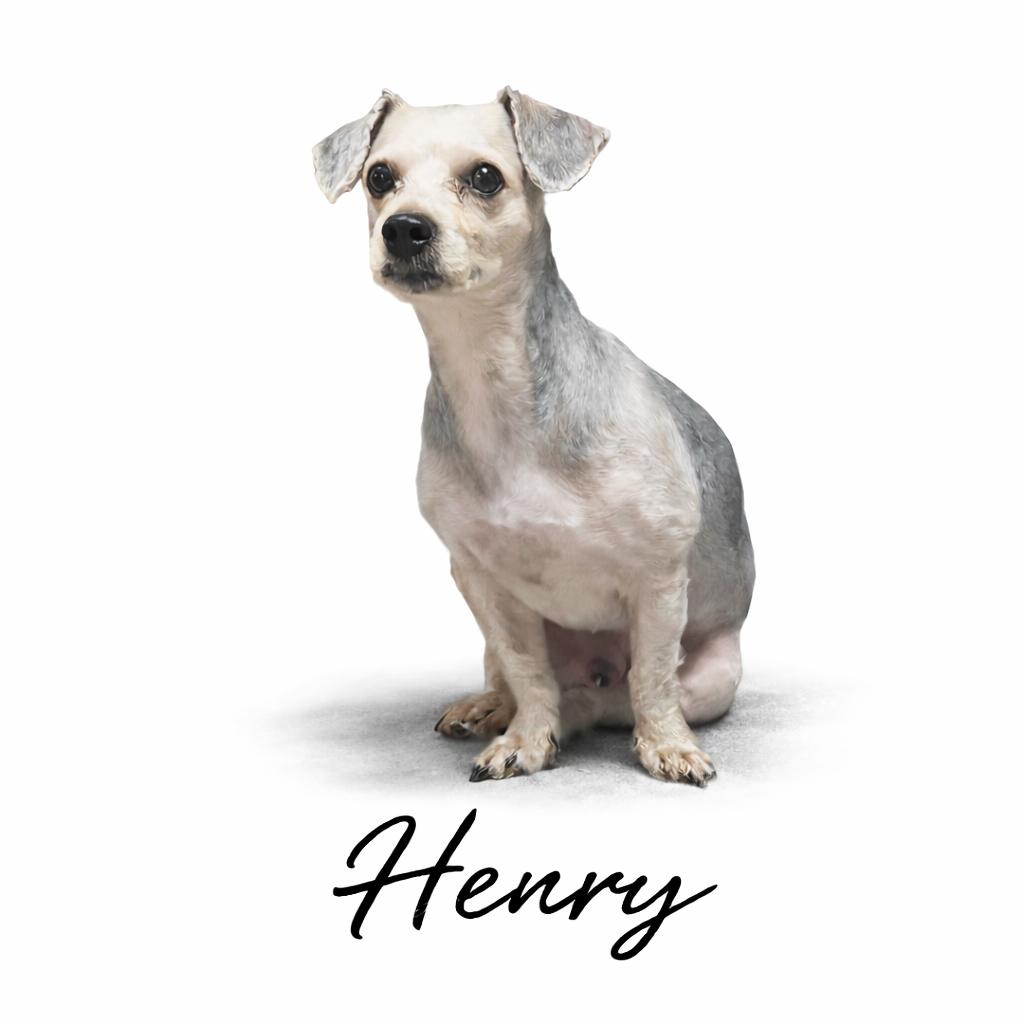 Enlarge Henry, a Adoptable mixed breed in SYLVANIA, GA image 3/3