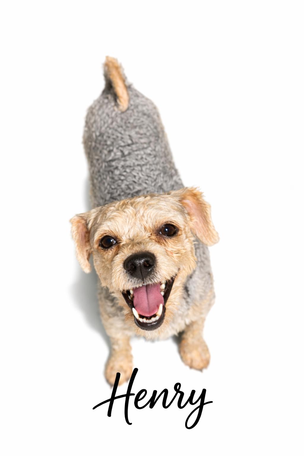 Enlarge Henry, a Adoptable mixed breed in SYLVANIA, GA image 1/3