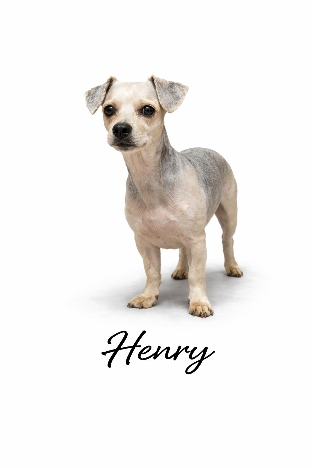 Enlarge Henry, a Adoptable mixed breed in SYLVANIA, GA image 2/3
