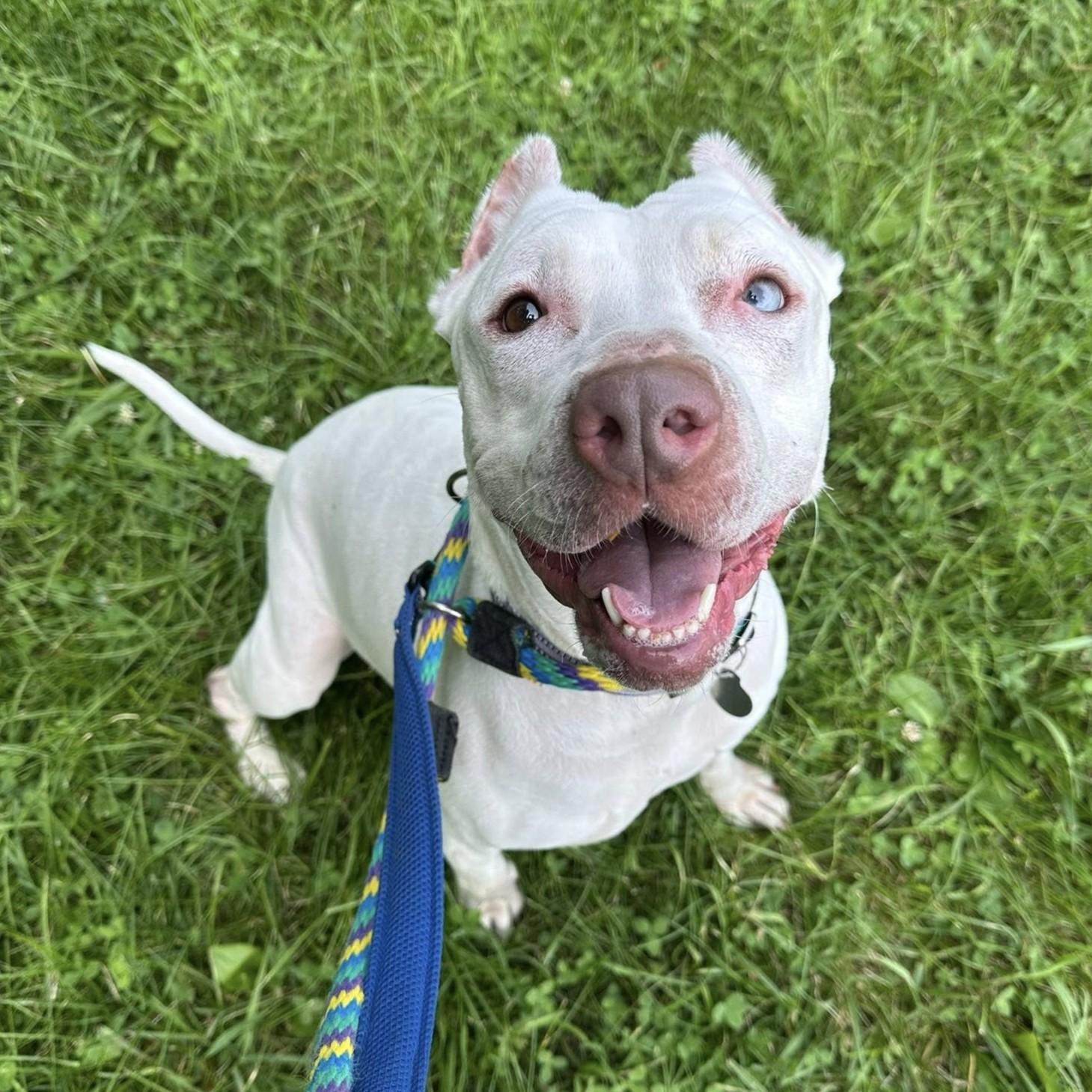 Koda