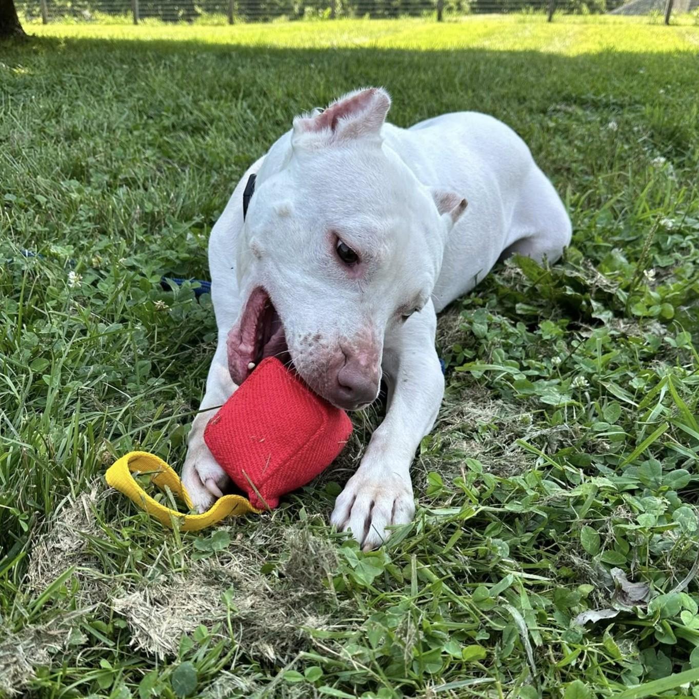 Koda
