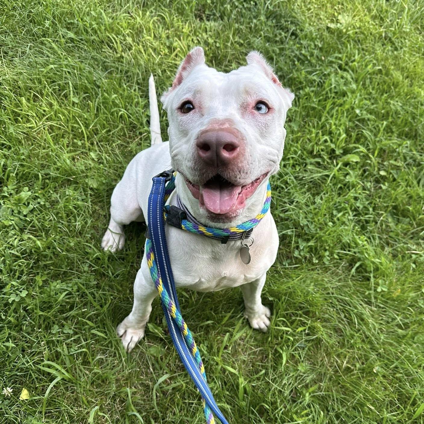 Koda