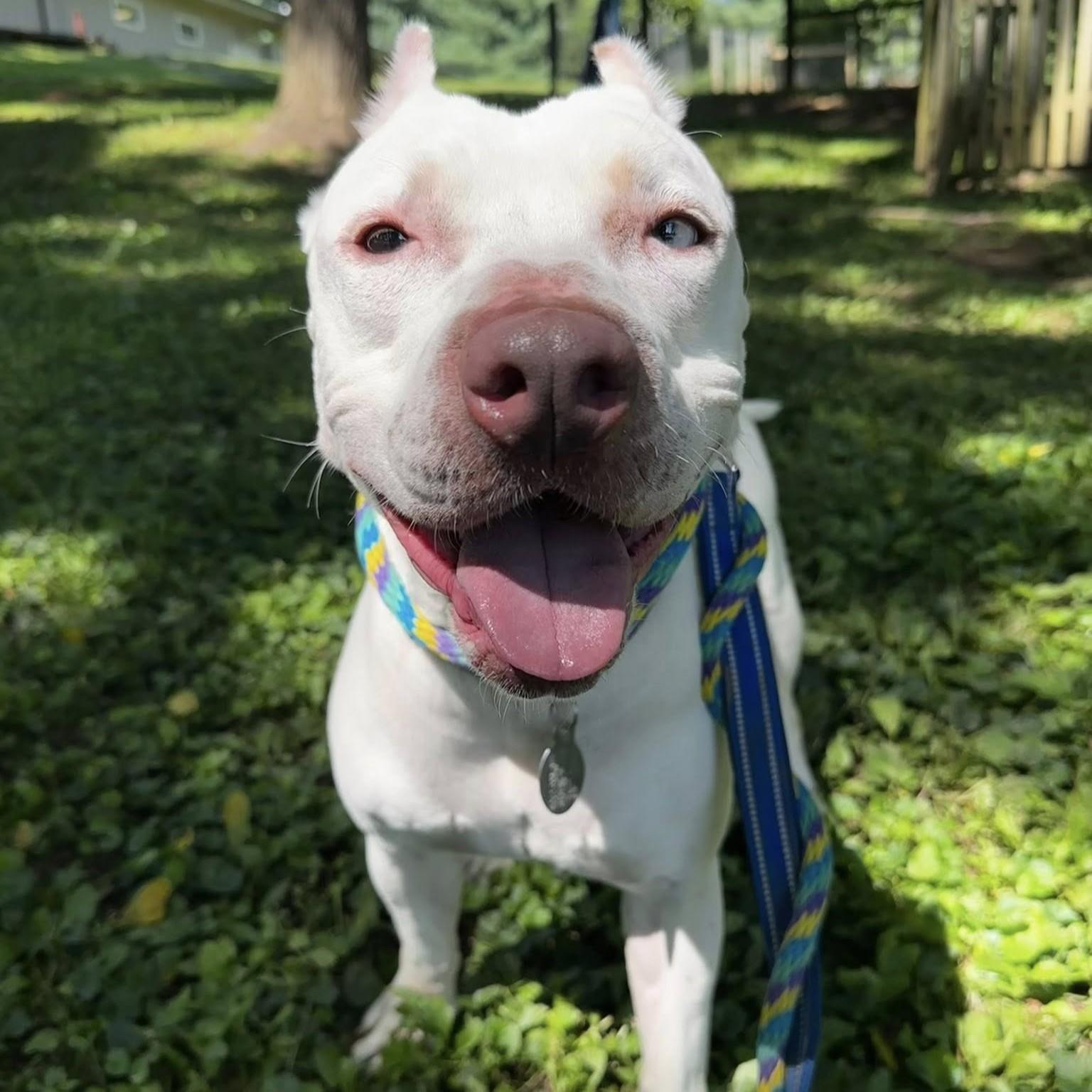 Koda