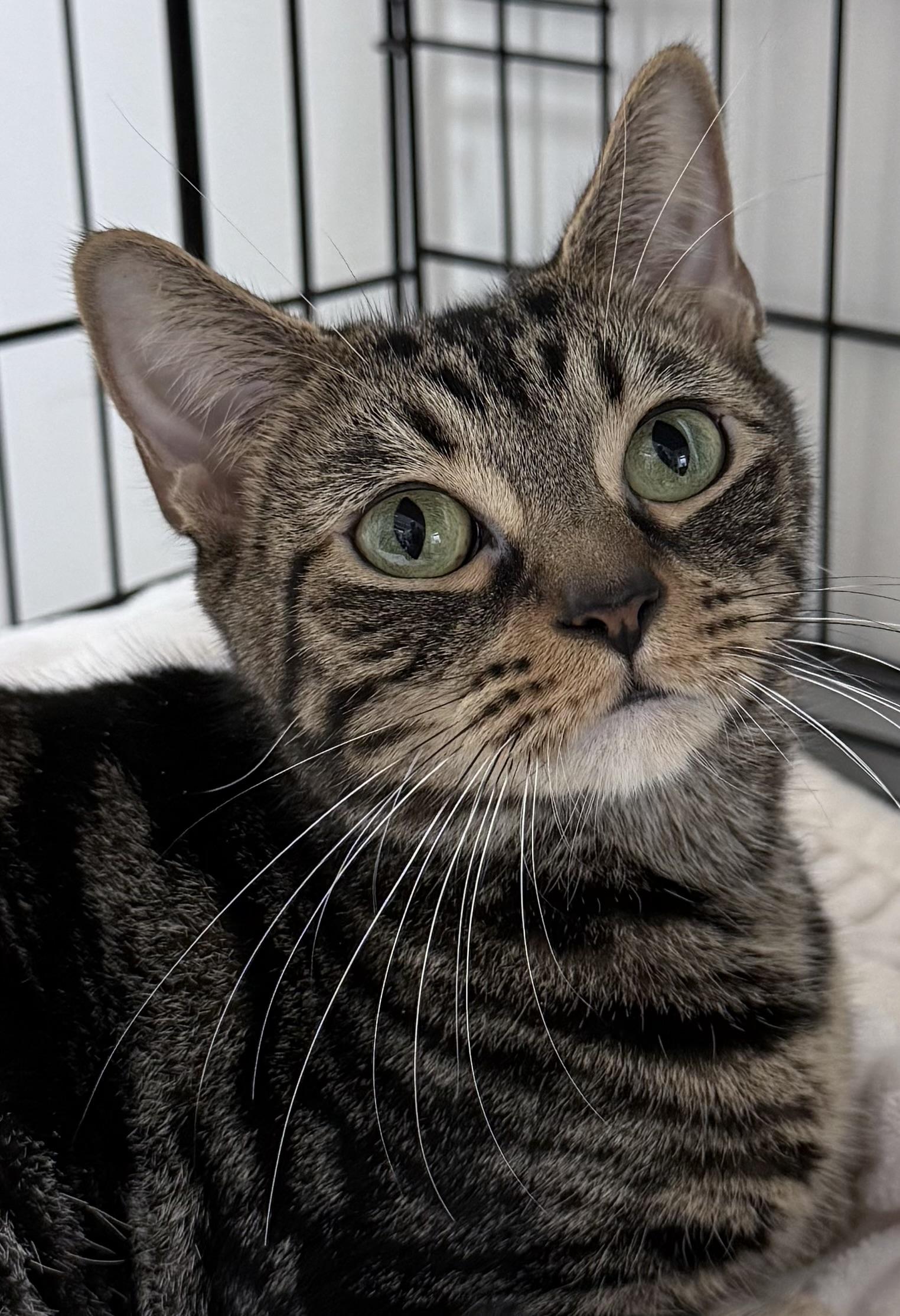 Nala