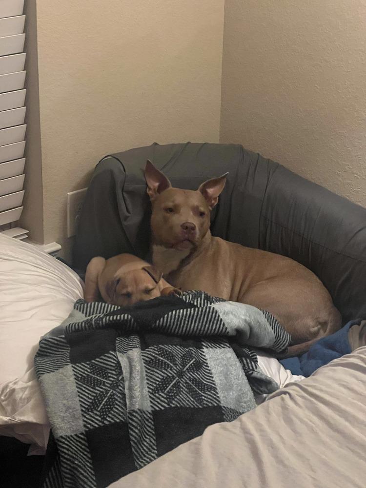 Bear — thumbnail 2