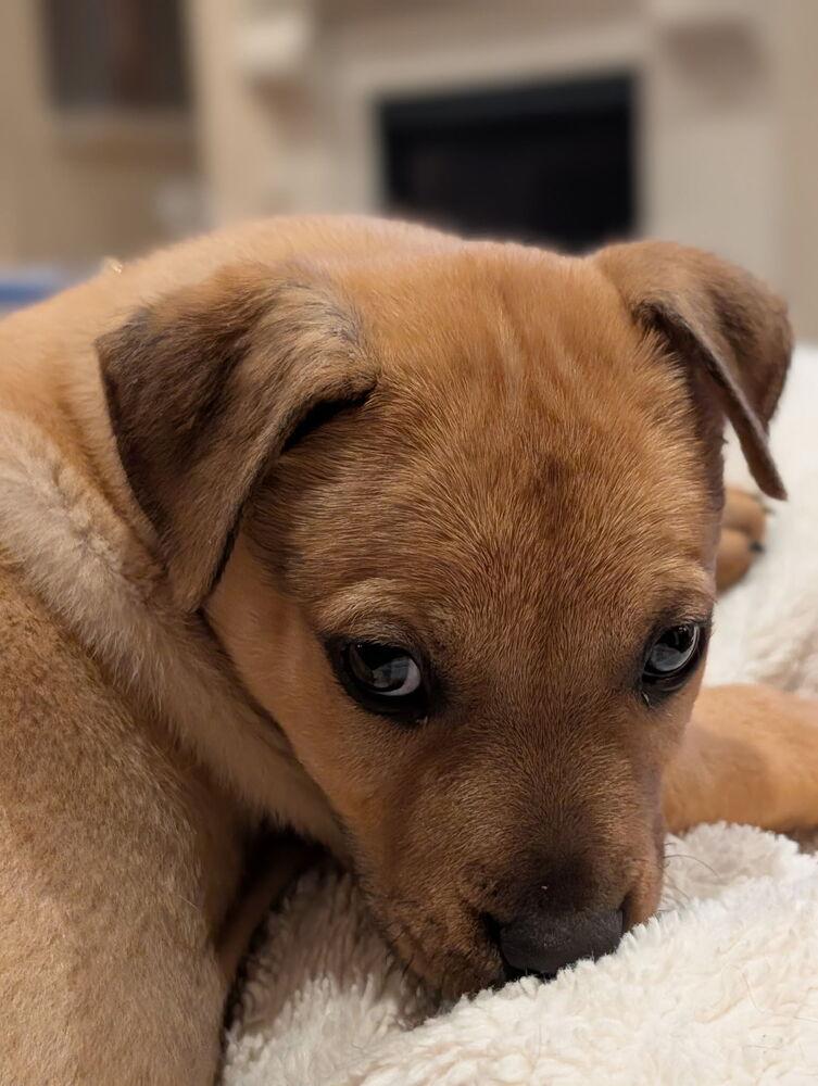 Bear — thumbnail 4