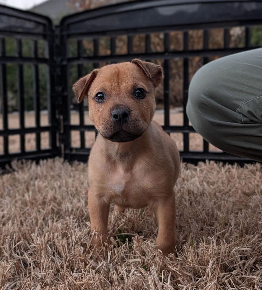 Bear — thumbnail 5