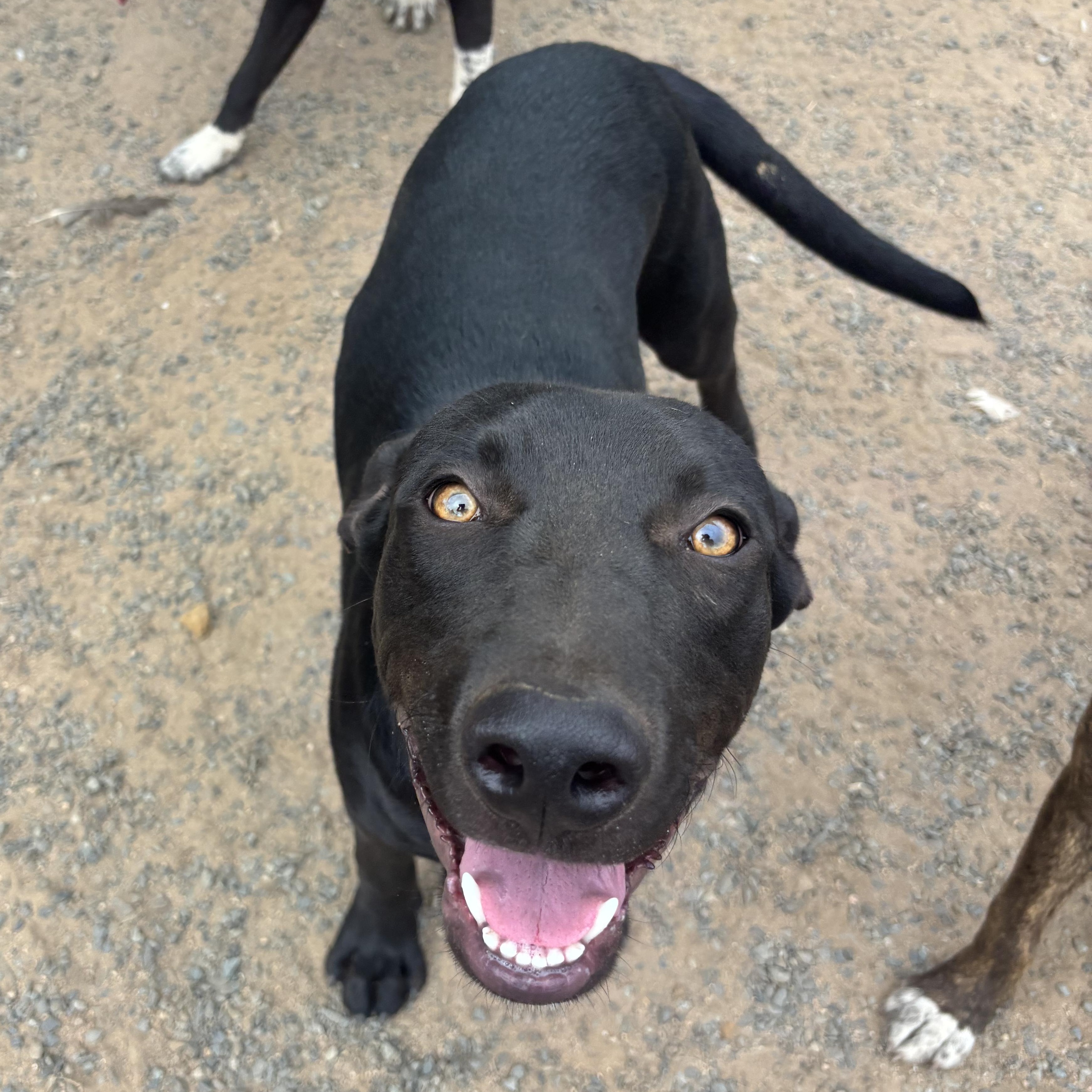 Enlarge Simo, a Adoptable mixed breed in Santa Monica, CA image 4/6