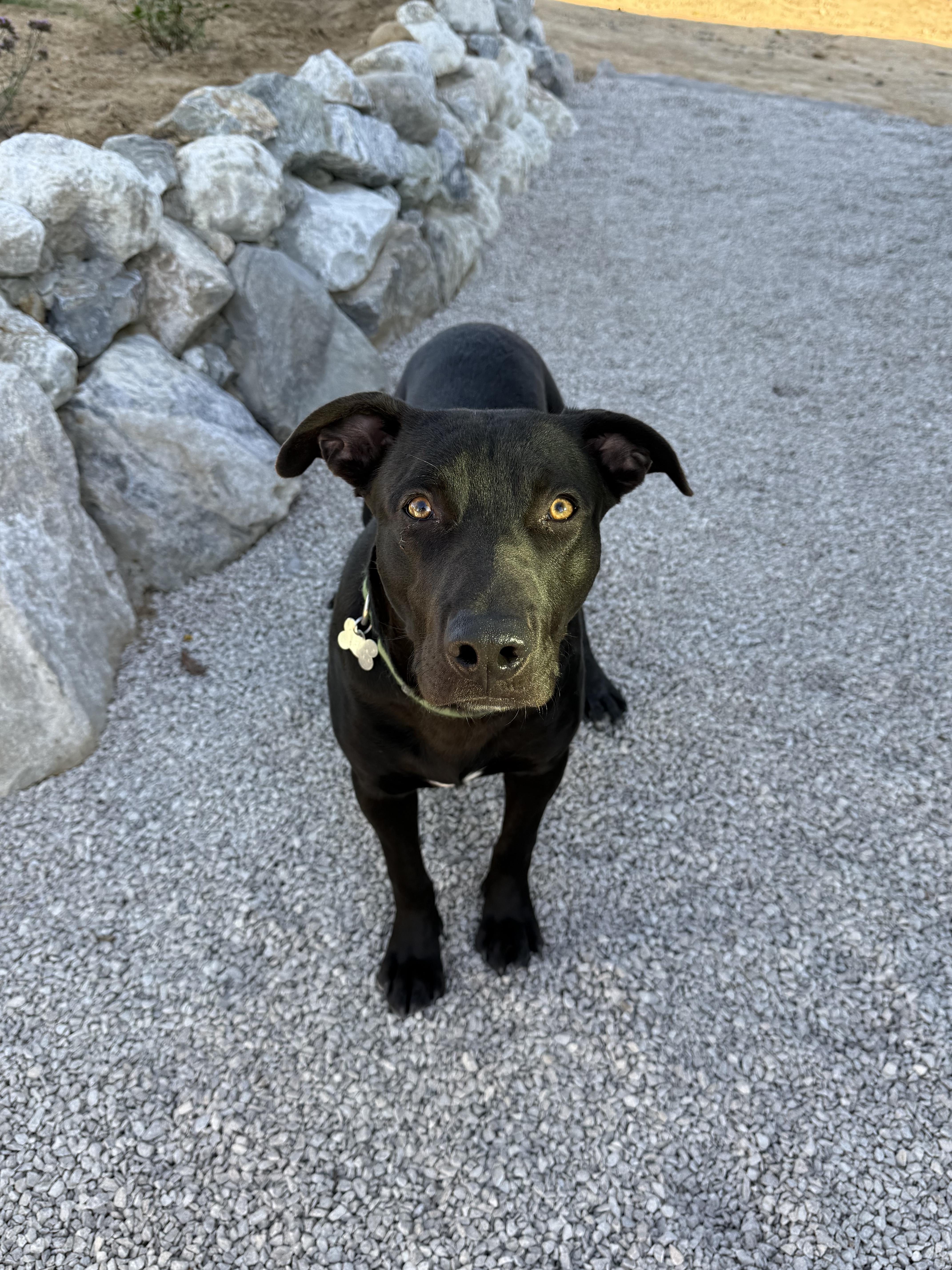 Enlarge Simo, a Adoptable mixed breed in Santa Monica, CA image 6/6