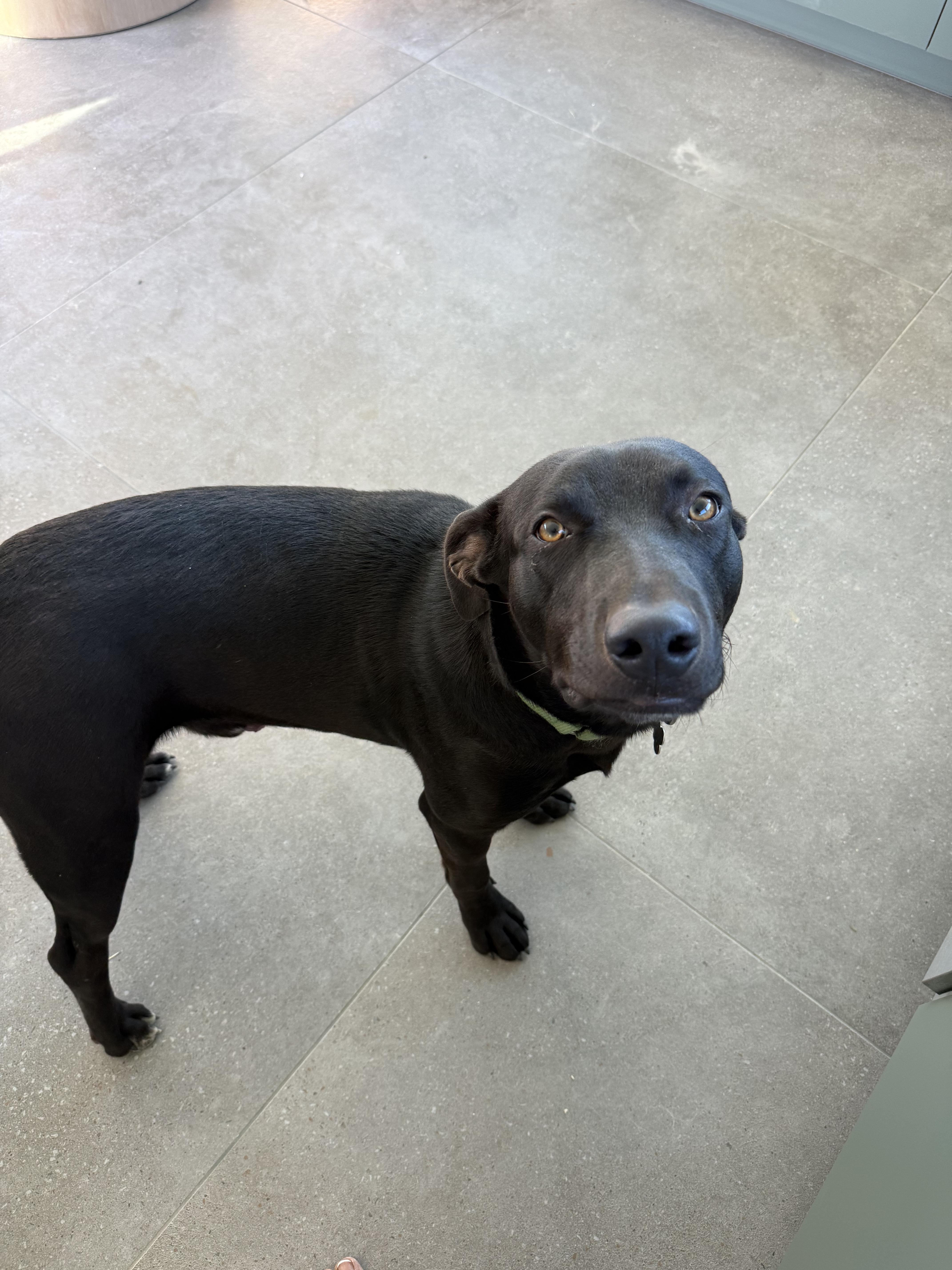 Enlarge Simo, a Adoptable mixed breed in Santa Monica, CA image 3/6