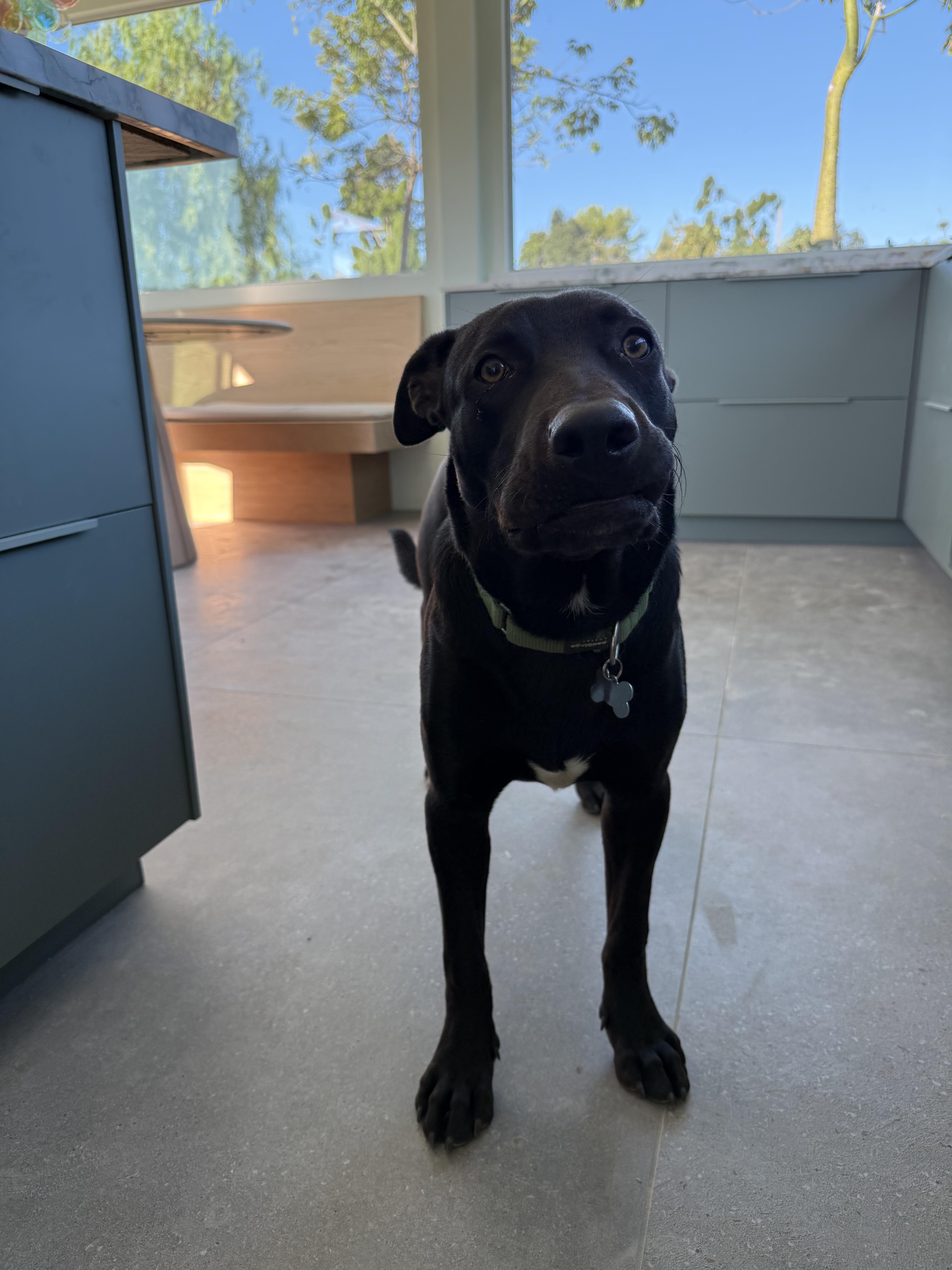 Enlarge Simo, a Adoptable mixed breed in Santa Monica, CA image 2/6