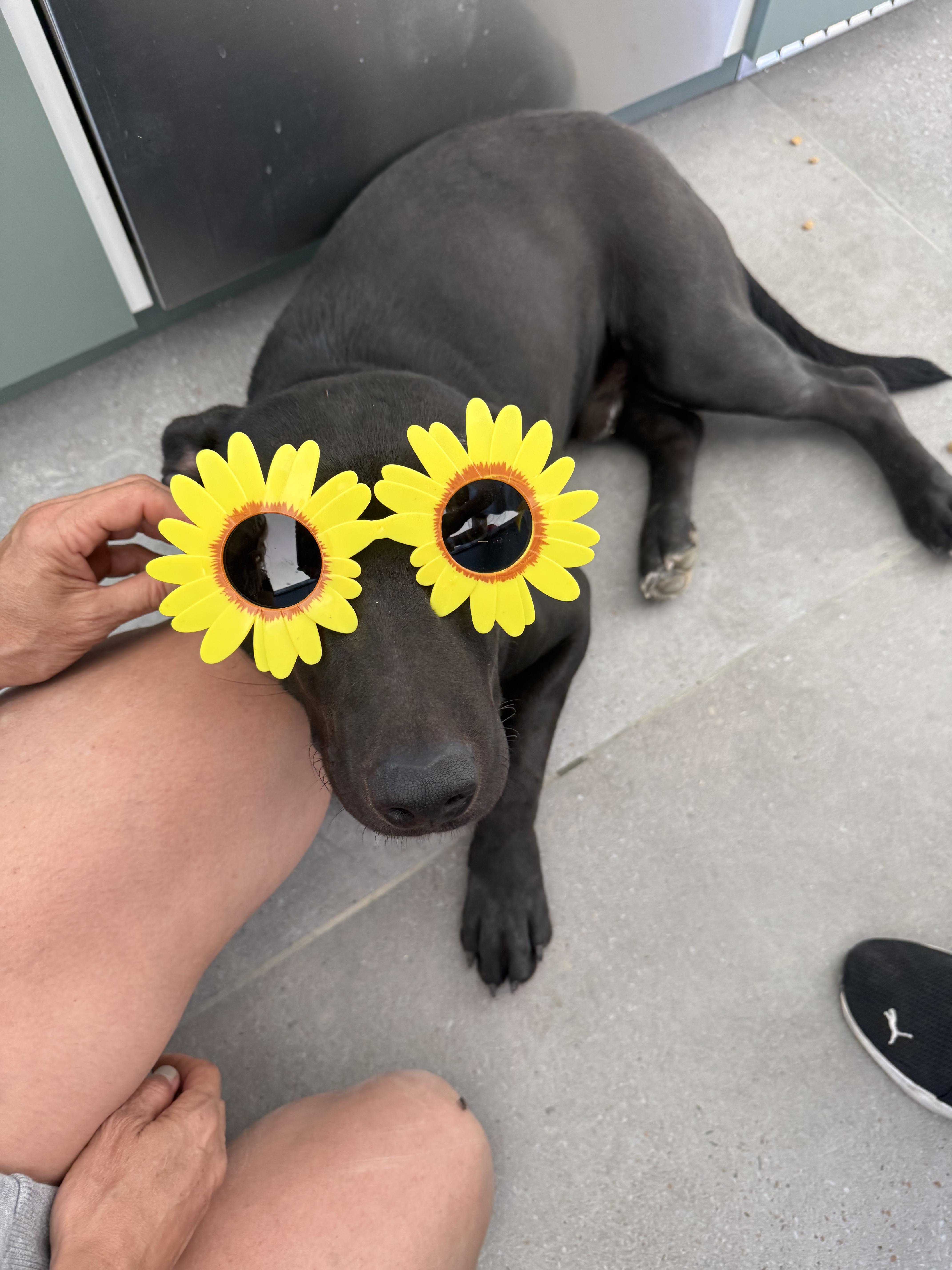 Enlarge Simo, a Adoptable mixed breed in Santa Monica, CA image 5/6