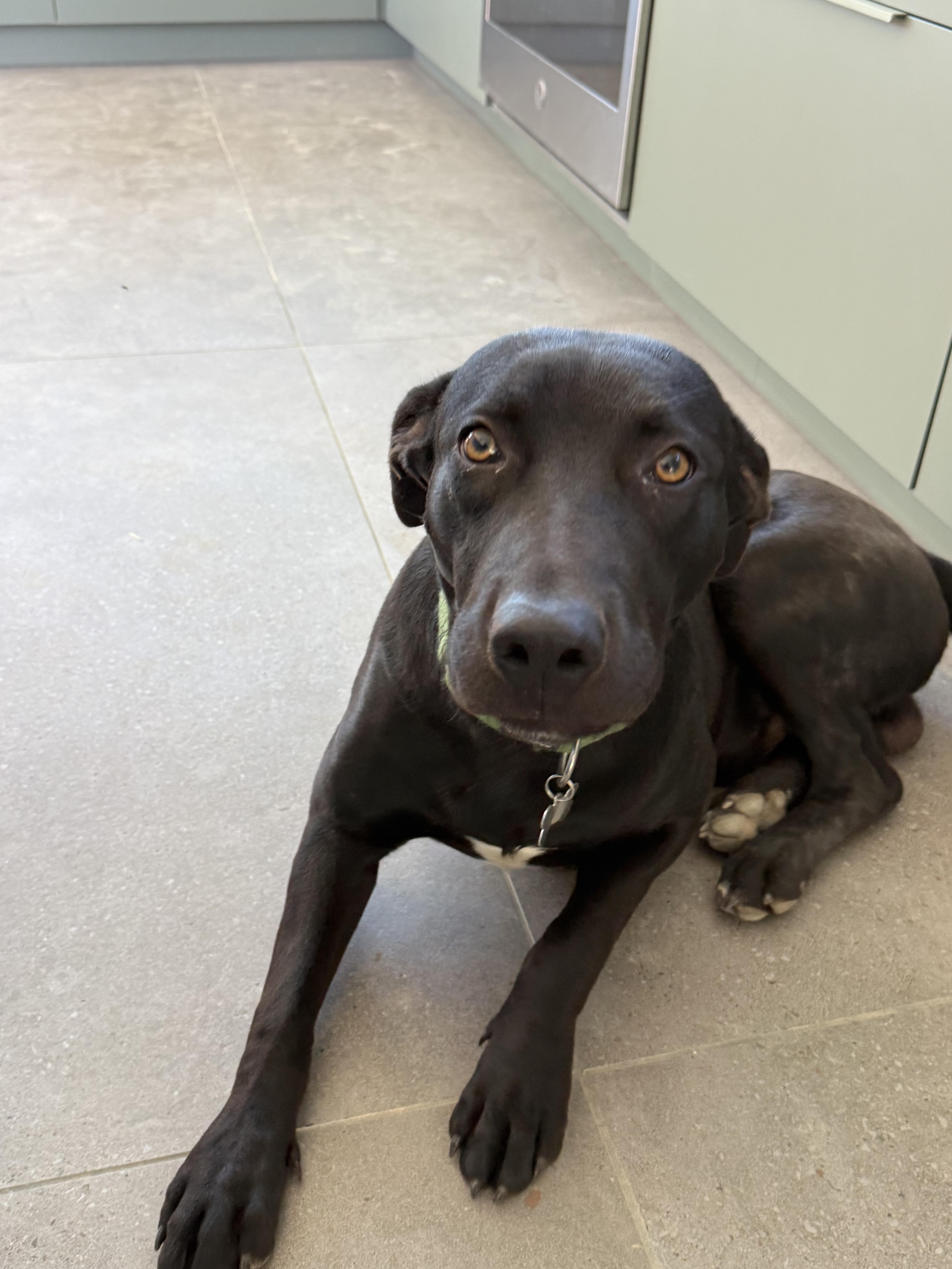 Enlarge Simo, a Adoptable mixed breed in Santa Monica, CA image 1/6